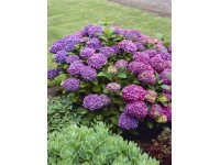 Hortenzie velkolistá Hortenzie velkolistá