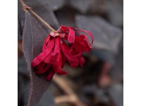 Loropetalum čínské (loropetalum chinensis) Black Pearl Loropetalum čínské (loropetalum chinensis) Black Pearl