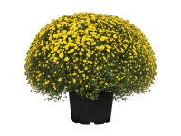 Listopadka indická (Chrysanthemum indicum) Listopadka indická (Chrysanthemum indicum)