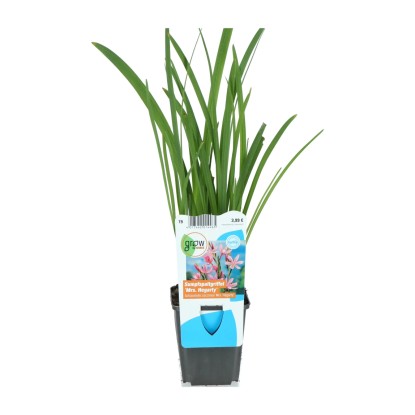 OBI Lilie říční "Mrs. Hegarty" růžová pr. květináče cca 9 cm