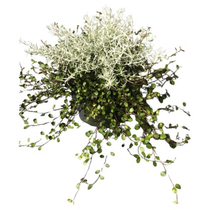 Mulenbekie/smil italský (Mühlenbeckia Helichrysum) Duo, pr. kv. 11 cm