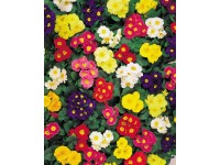 Prvosenka bezlodyžná speciální odrůdy průměr květináče cca 10,5 cm