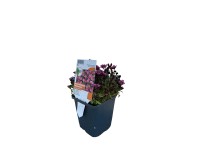 OBI Lomikámen Arendsův 