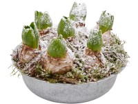 Zimní aranžmá z hyacintů průměr květináče cca 22 cm