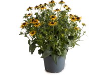 Třapatka zářivá (Rudbeckia fulgida) 