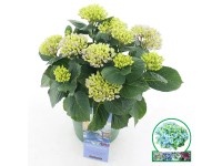 Hortenzie velkolistá Hortenzie velkolistá