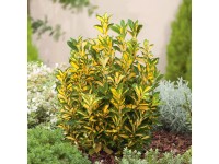 OBI Brslen japonský různé druhy výška cca 50 - 60 cm OBI Brslen japonský různé druhy výška cca 50 - 60 cm