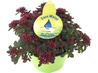 Rozchodník (Sedum), pr. květináče 17 cm Rozchodník (Sedum), pr. květináče 17 cm