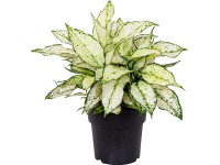 GROW by OBI Aglaonema White Kiwi, pr. cca 19 x 40 - 45 cm GROW by OBI Aglaonema White Kiwi, pr. cca 19 x 40 - 45 cm