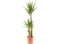 GROW by OBI Juka 3 kmínky průměr květináče cca 24 cm GROW by OBI Juka 3 kmínky průměr květináče cca 24 cm
