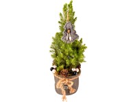 Vánoční stromeček ozdobený Smrk sivý v květináči a jutovém obalu pr. 16 cm Vánoční stromeček ozdobený Smrk sivý v květináči a jutovém obalu pr. 16 cm