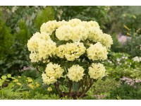 OBI Pěnišník (Rhododendron) OBI Pěnišník (Rhododendron)