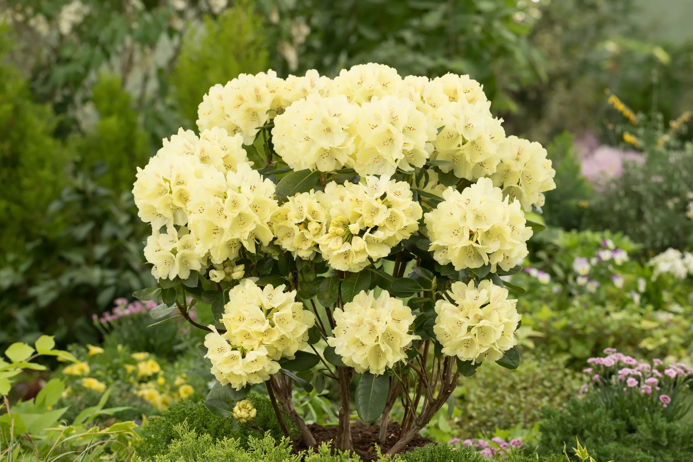 OBI Pnink (Rhododendron) "Goldkrone", lut, 20-30 cm, kvtin cca 4 l