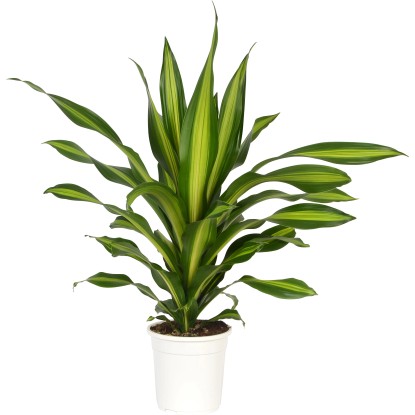 Dračinec Burley pr. květináče cca 24 cm