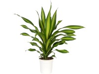 Dračinec Burley pr. květináče cca 24 cm