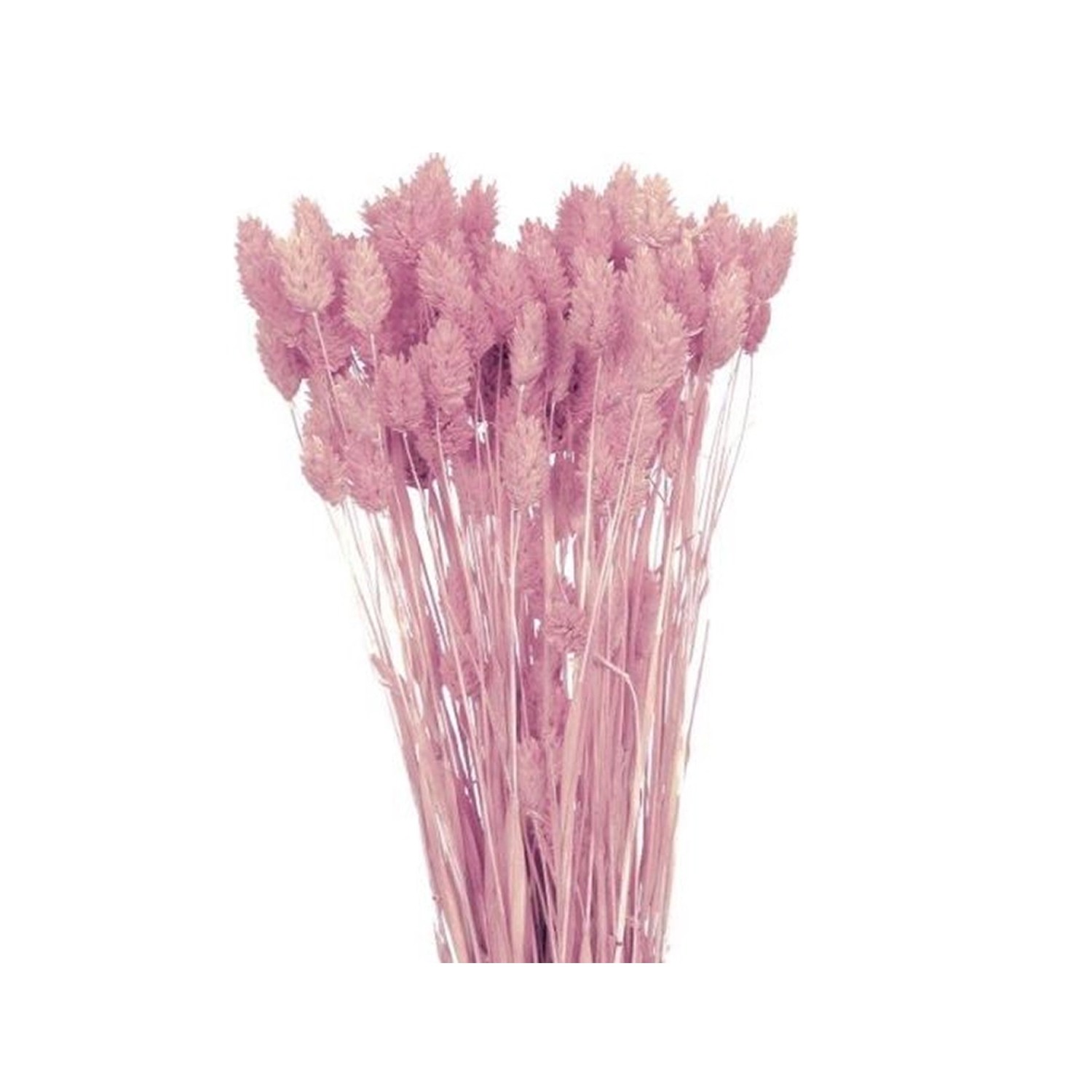 Nohel Garden Sušená dekorace Phalaris - chrastice světle růžová 40 g