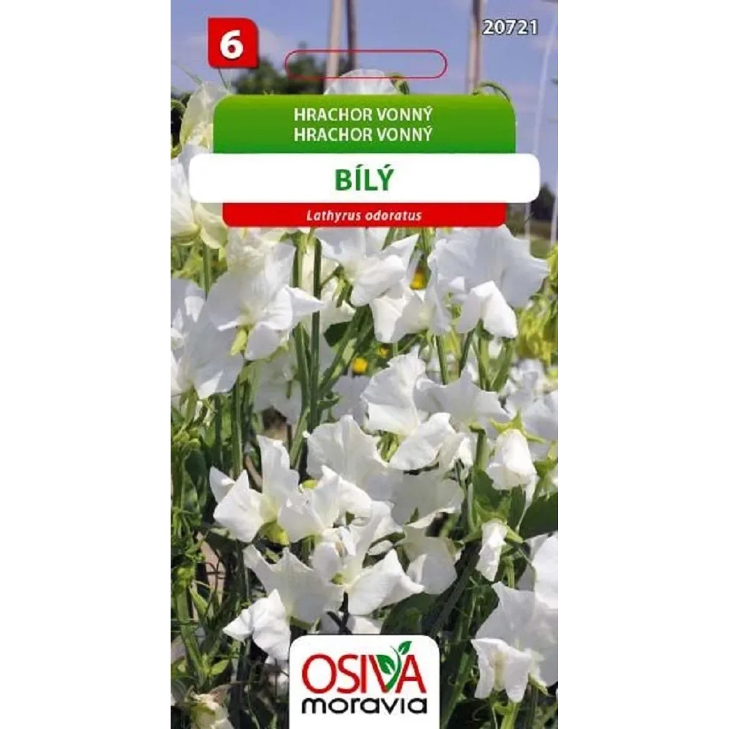 Semínka Hrachor Vonný - bílý (Lathyrus odorathus)