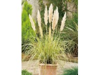 Grow by OBI Kortaderie dvoudomá (Cortaderia selloana) 