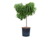GROW by OBI Nektarinka (Prunus nucipersica) GROW by OBI Nektarinka (Prunus nucipersica)