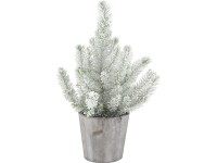 Pinie v dřevěné nádobě průměr nádoby cca 17 cm Pinus Pinea Pinie v dřevěné nádobě průměr nádoby cca 17 cm Pinus Pinea