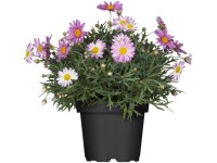 Grow by OBI Kopretinovec (Argyranthemum frutescens), pr. květináče cca 18 cm