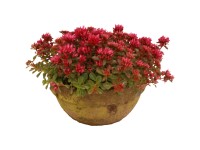 Rozchodník (Sedum) v hliněné misce Vintage pr. misky 23 cm