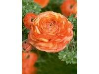 Pryskyřník průměr květináče cca 11 cm