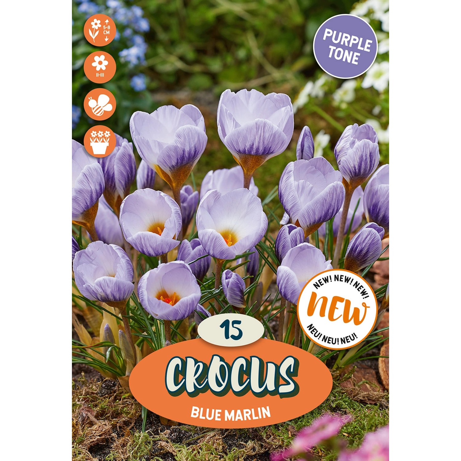 Royal De Ree Holland Květinové cibulky Crocus Blue Marlin 15 ks