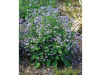 OBI Pomněnkovec velkolistý modrý pr. květináče cca 9 cm x 9 cm