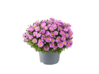 MONTANO Astřička nízká (Aster dumosus) pr. cca 12 cm MONTANO Astřička nízká (Aster dumosus) pr. cca 12 cm