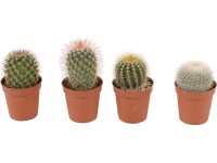 Kulatý kaktus různé druhy průměr květináče cca 5,5 cm Cactaceae Kulatý kaktus různé druhy průměr květináče cca 5,5 cm Cactaceae