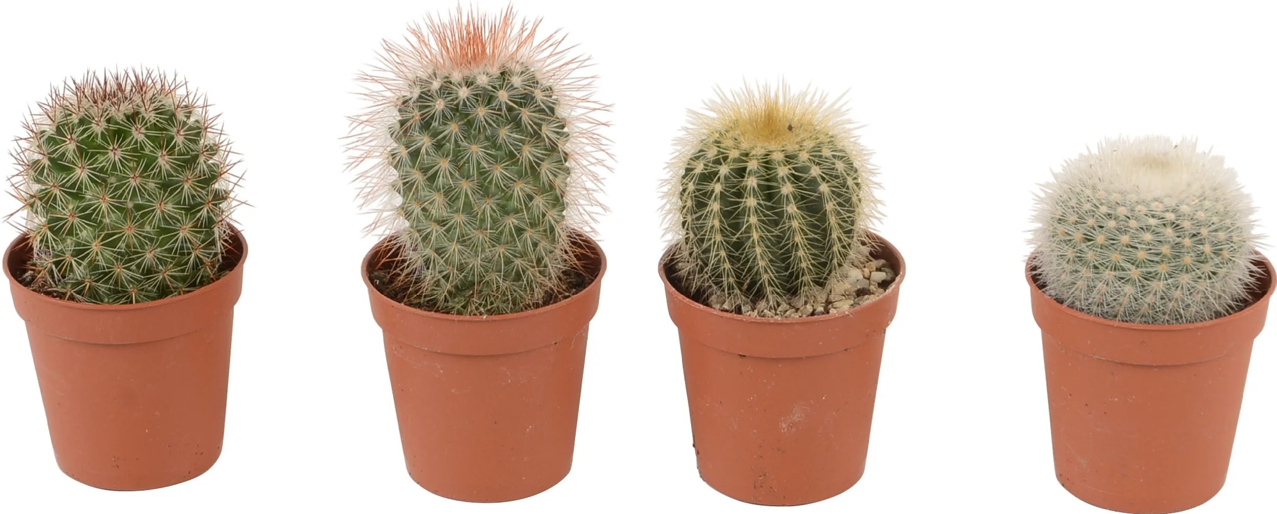 Kulat kaktus rzn druhy prmr kvtine cca 5,5 cm Cactaceae