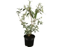 OBI Komule Davidova bílá výška cca 10-20 cm květináč cca 3 l Buddleja OBI Komule Davidova bílá výška cca 10-20 cm květináč cca 3 l Buddleja