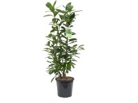 OBI Bobkovišeň OBI Bobkovišeň