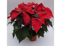 Vánoční růže glitovaná, průměr květináče 12 cm, červená
