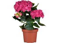 Hortenzie velkolistá Hortenzie velkolistá