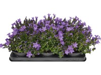 OBI Zvonek dalmatský OBI Zvonek dalmatský