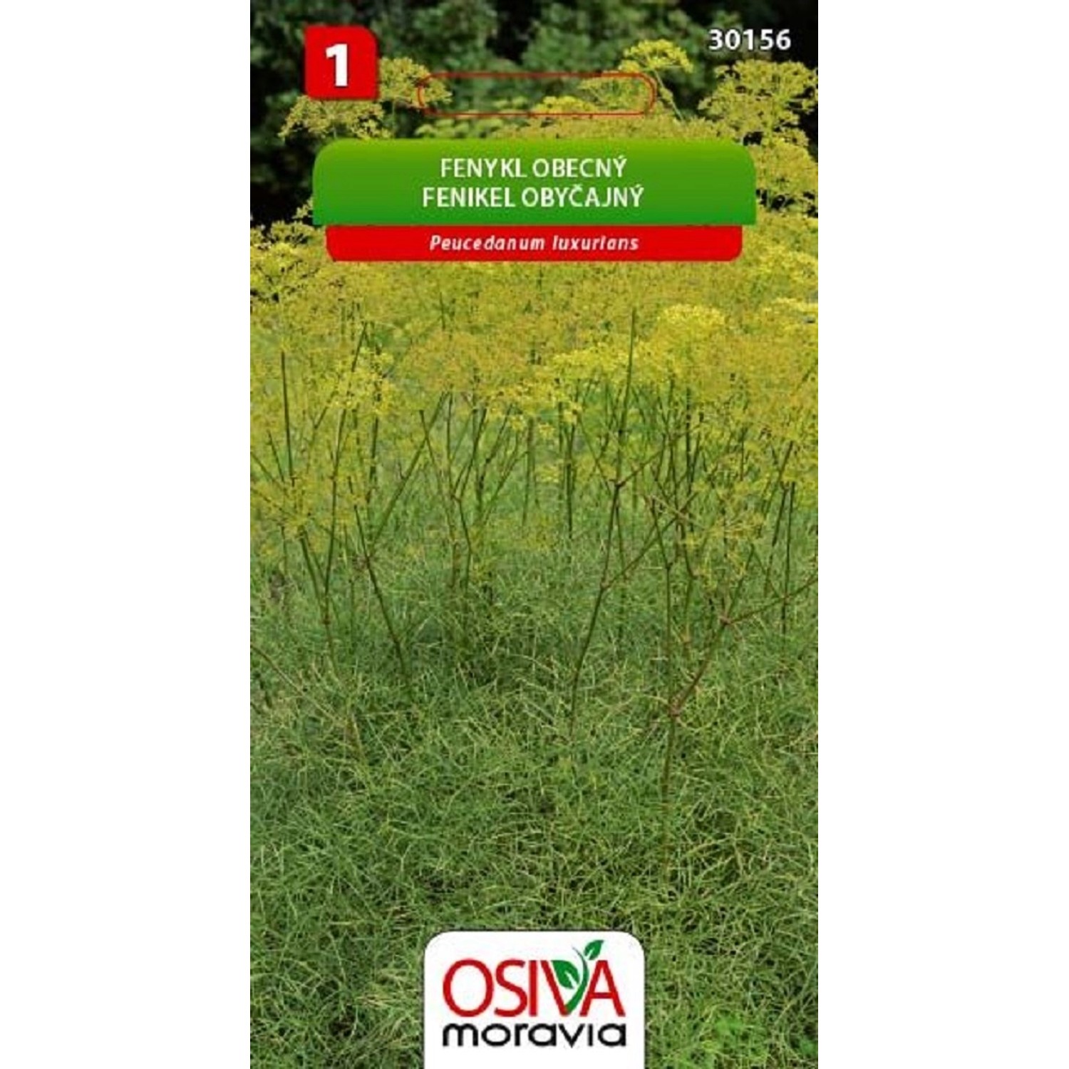 Semínka Fenykl obecný (Peucedanum luxurians)