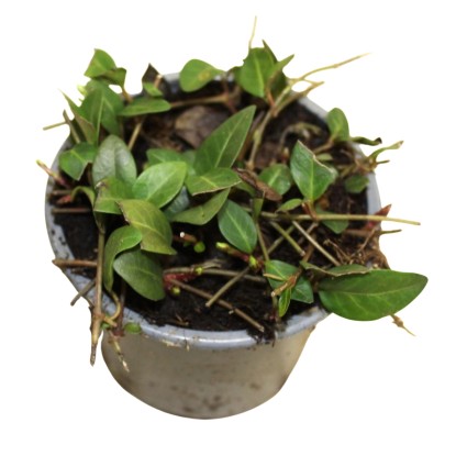 Barvínek menší (Vinca minor) "Verino", pr. kv. 9 cm