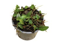 Barvínek menší (Vinca minor) 