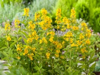 OBI Vrbina tečkovaná žlutá pr. květináče cca 9 cm x 9 cm