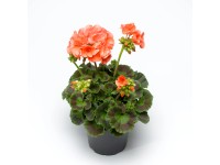 CZ-FLORA Muškát vzpřímený-Pelargonie páskatá (Pelargonium zonale) CZ-FLORA Muškát vzpřímený-Pelargonie páskatá (Pelargonium zonale)