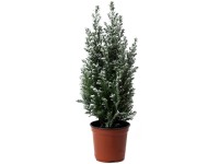 Cypřišek Lawsonův (Chamaecyparis lawsoniana) 