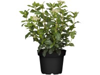 Landgard Kalina modroplodá (Viburnum tinus) růžová výška 10-20 cm, pr. 13 cm