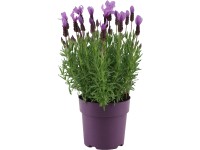 GROW by OBI Levandule smilovitá (Lavandula stoechas) 
