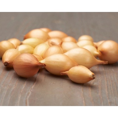 GardenSeed Premium BIO Cibule sázečka raná žlutá - Contado 300 g