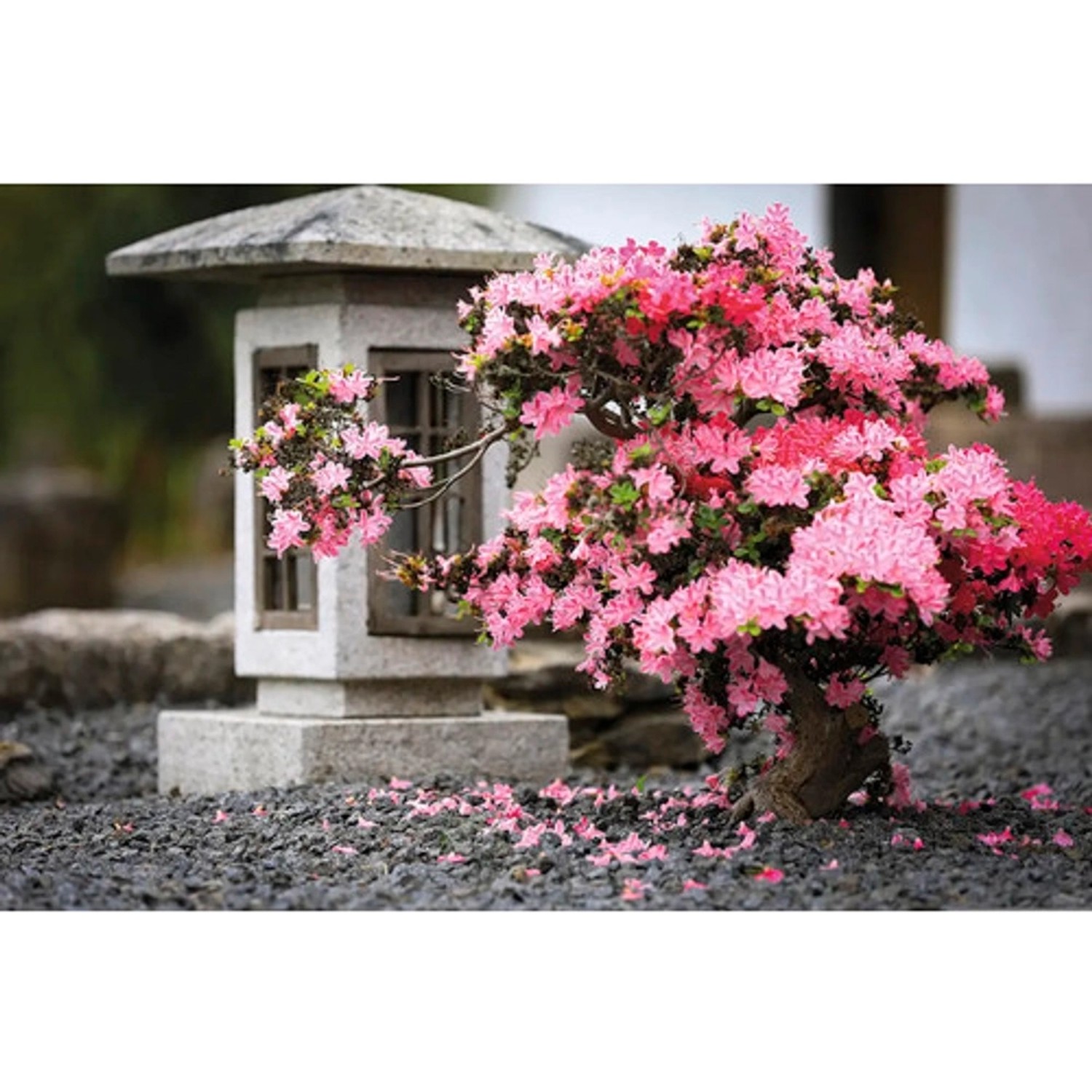 Bondecor Obraz, tištěné plátno CAGI Azalka 80 x 116 cm