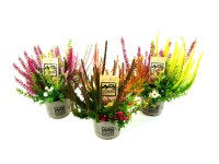 Q-Flower Vřes obecný (Calluna vulgaris) různé barvy pr. cca 13 cm