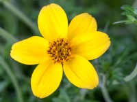 Dvouzubec žlutý průměr květináče cca 11 cm Dvouzubec žlutý průměr květináče cca 11 cm