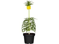 Landgard Řebčík královský (Fritillaria imperialis) pr. 14 cm